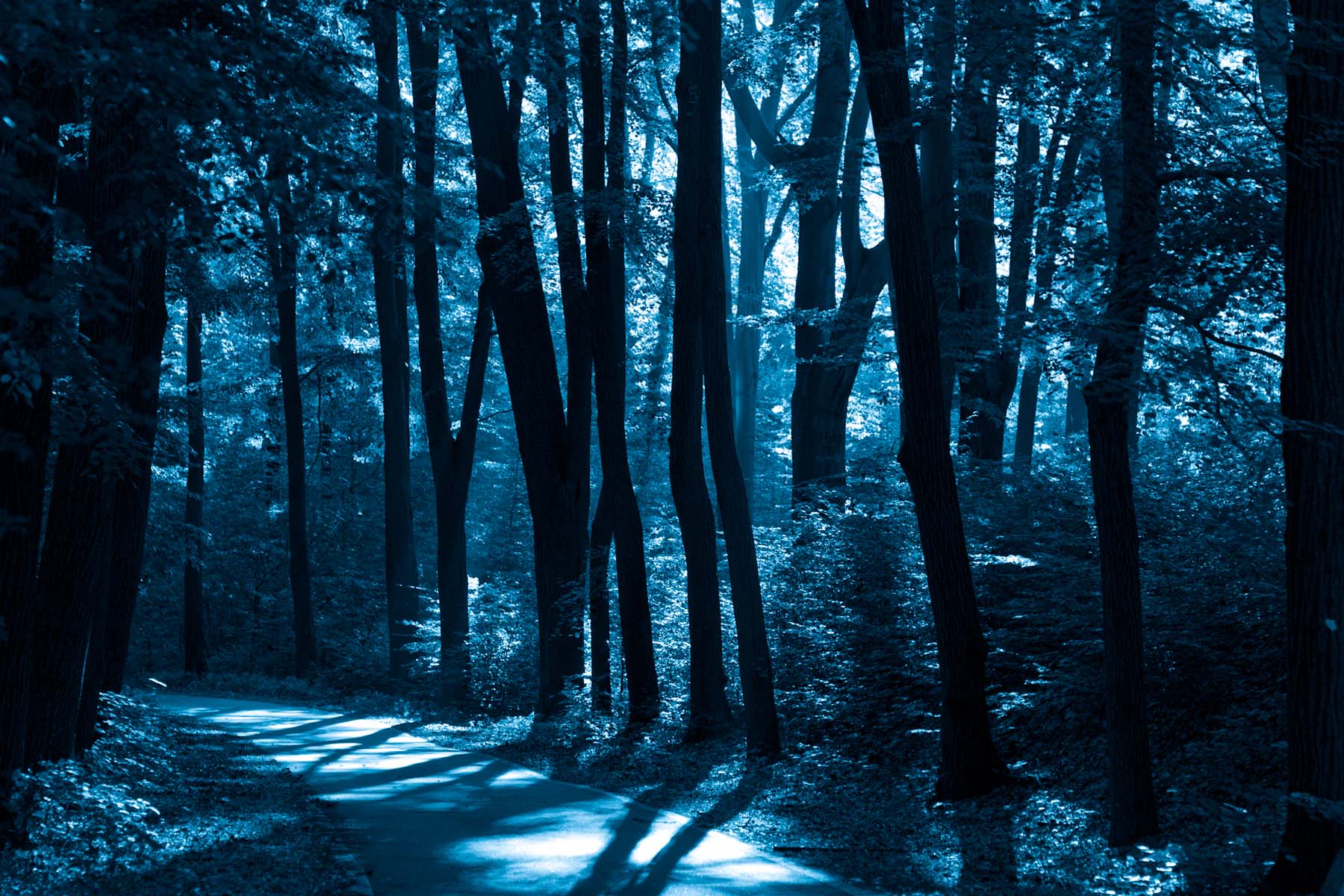 Seifersdorfer Tal I, 2009